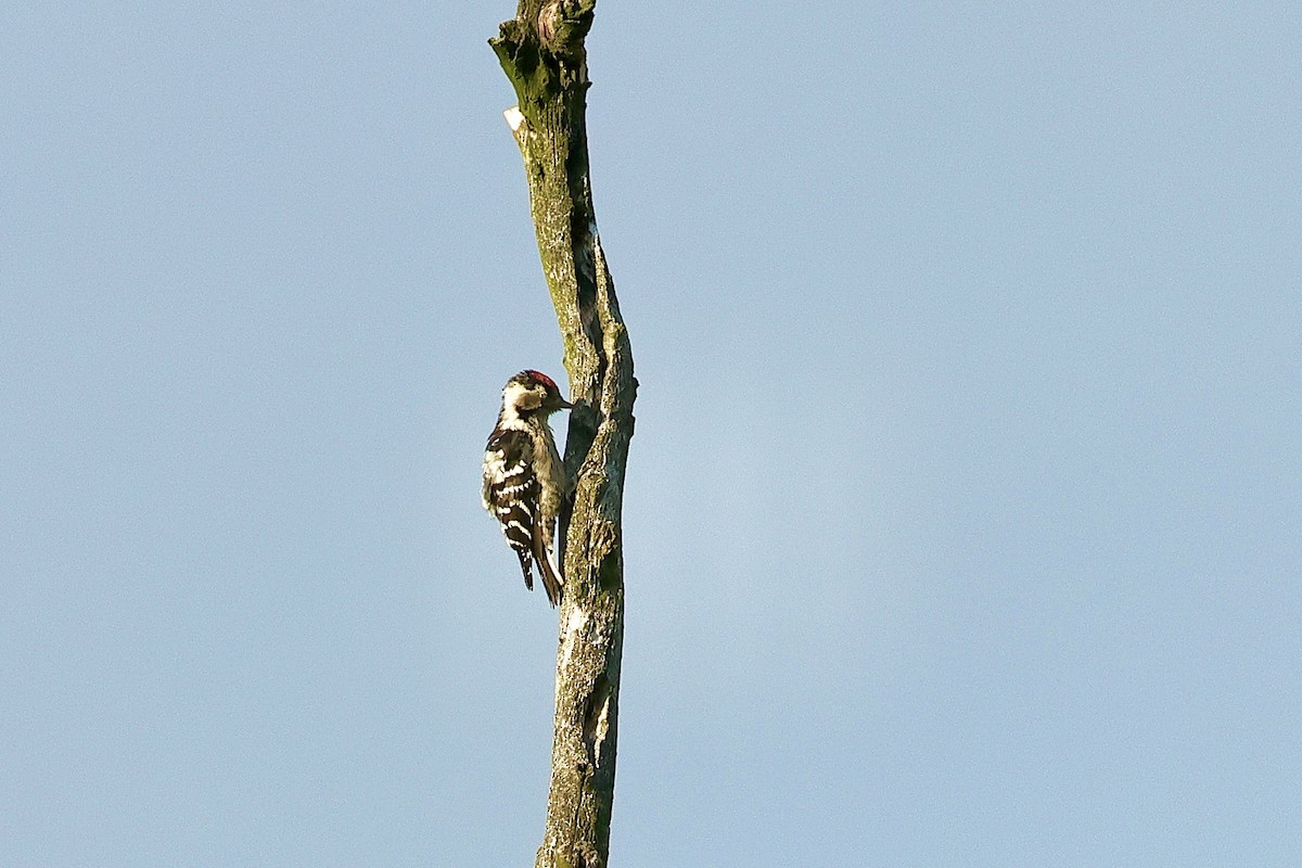 Малый пёстрый дятел - ML646628710