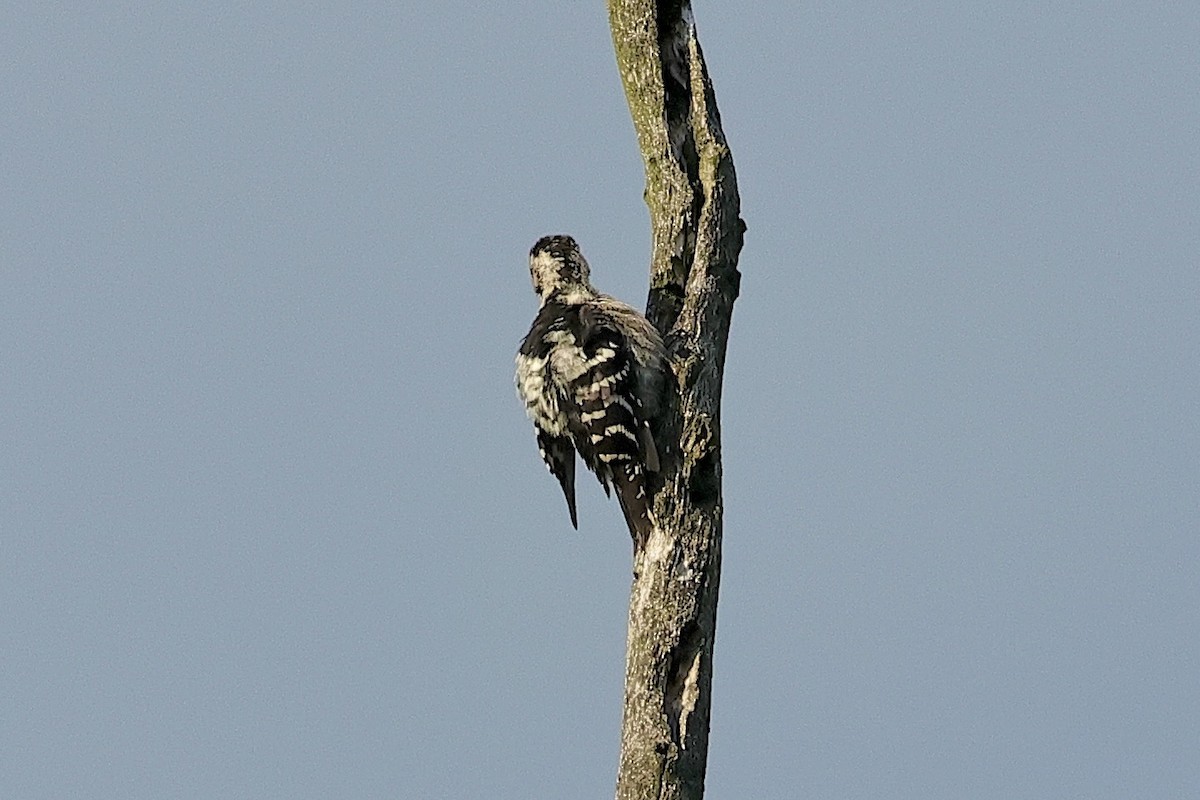 Малый пёстрый дятел - ML646628711