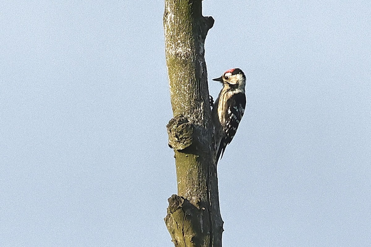 Малый пёстрый дятел - ML646628714