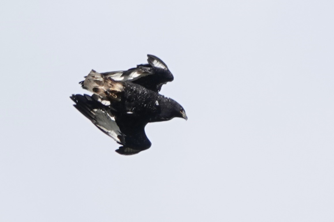 Augur Buzzard - ML646628715