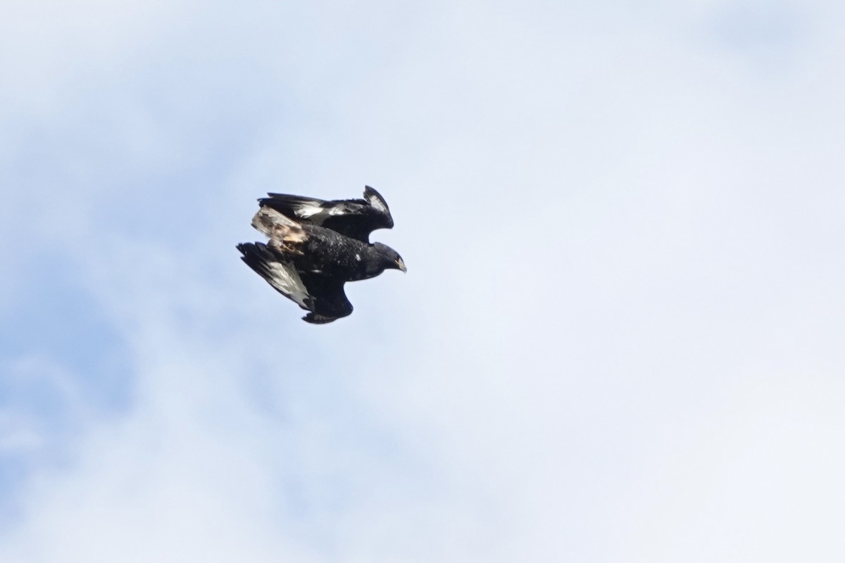 Augur Buzzard - ML646628716