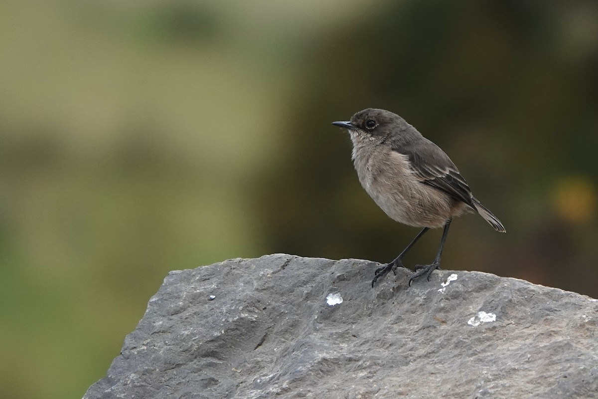 Moorland Chat - ML646628719