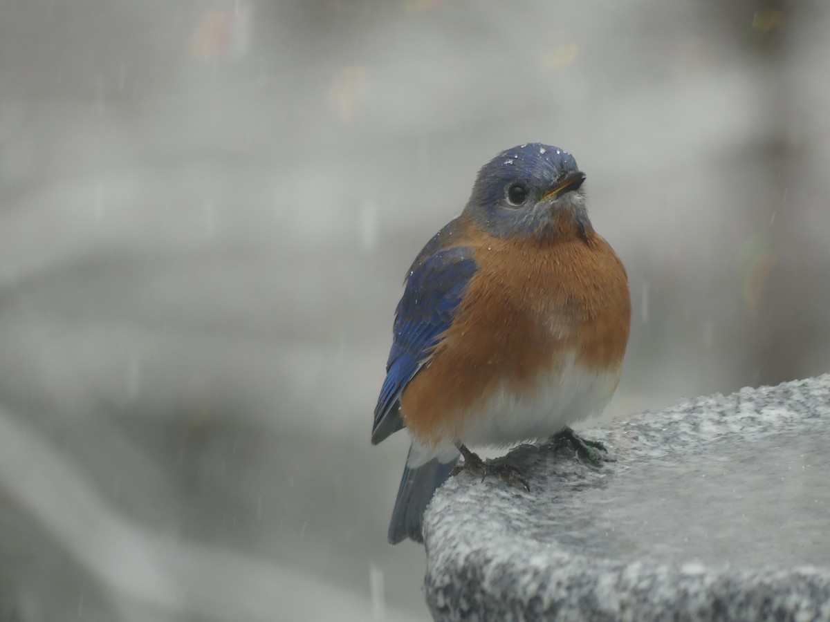 Eastern Bluebird - ML646628720