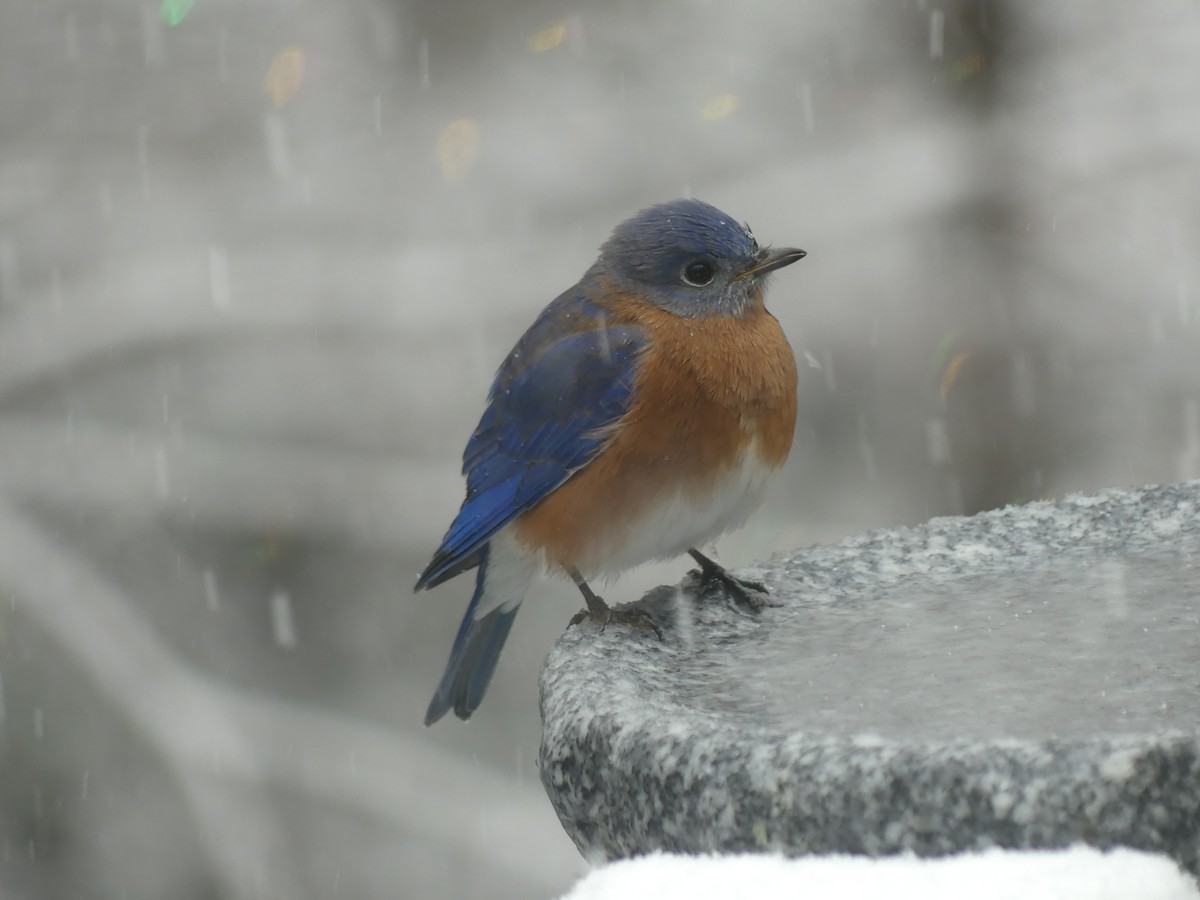 Eastern Bluebird - ML646628721