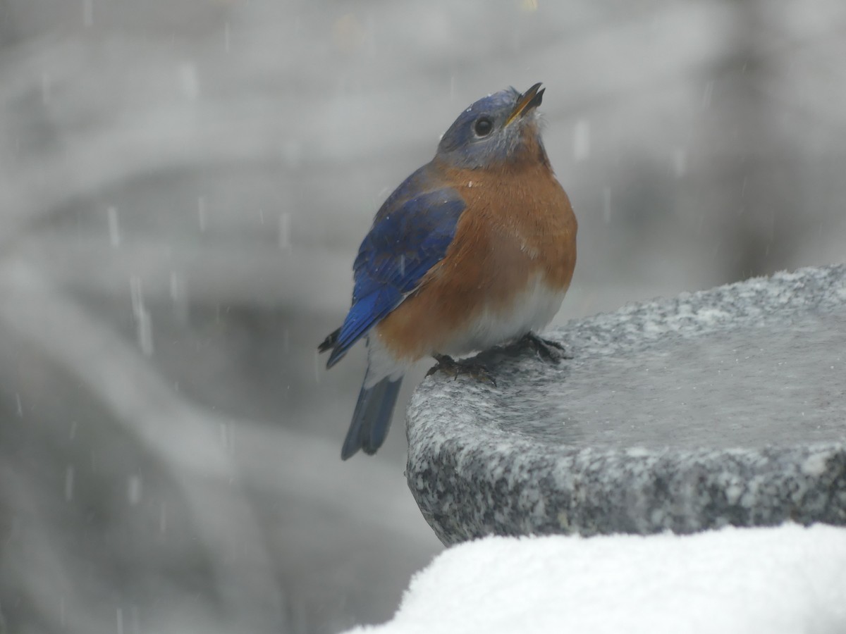 Eastern Bluebird - ML646628722