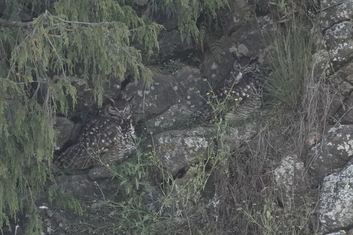 Cape Eagle-Owl (Northern) - ML646628725