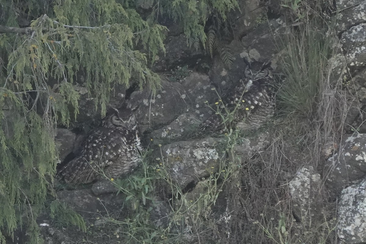 Cape Eagle-Owl (Northern) - ML646628726