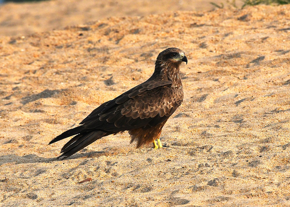 トビ - ML646628728