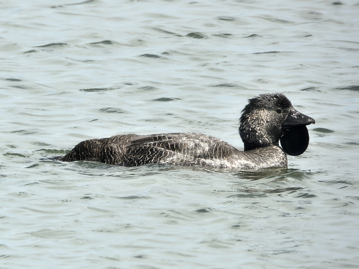 Musk Duck - ML646628729
