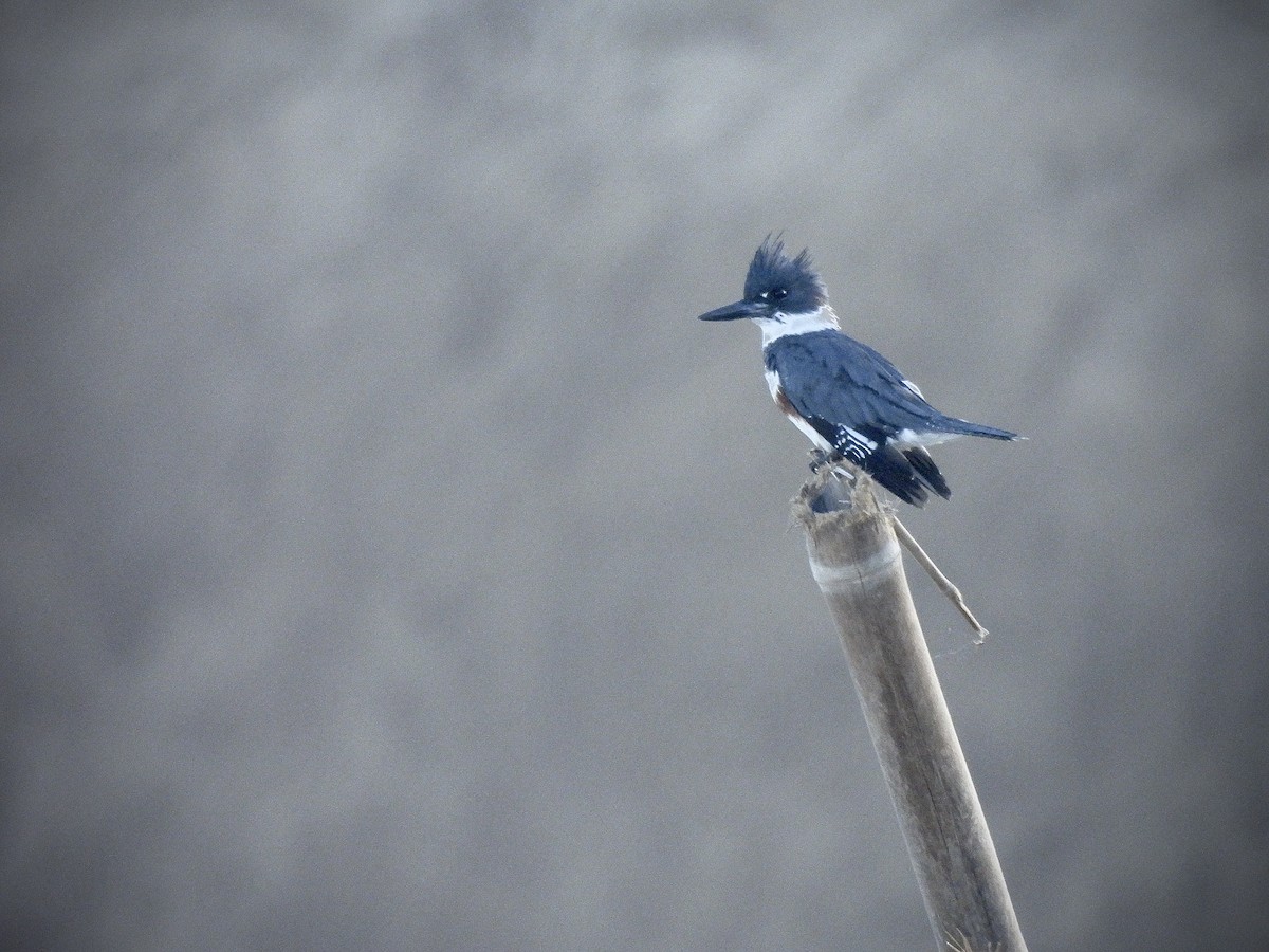 שלדג אמריקני - ML646628730