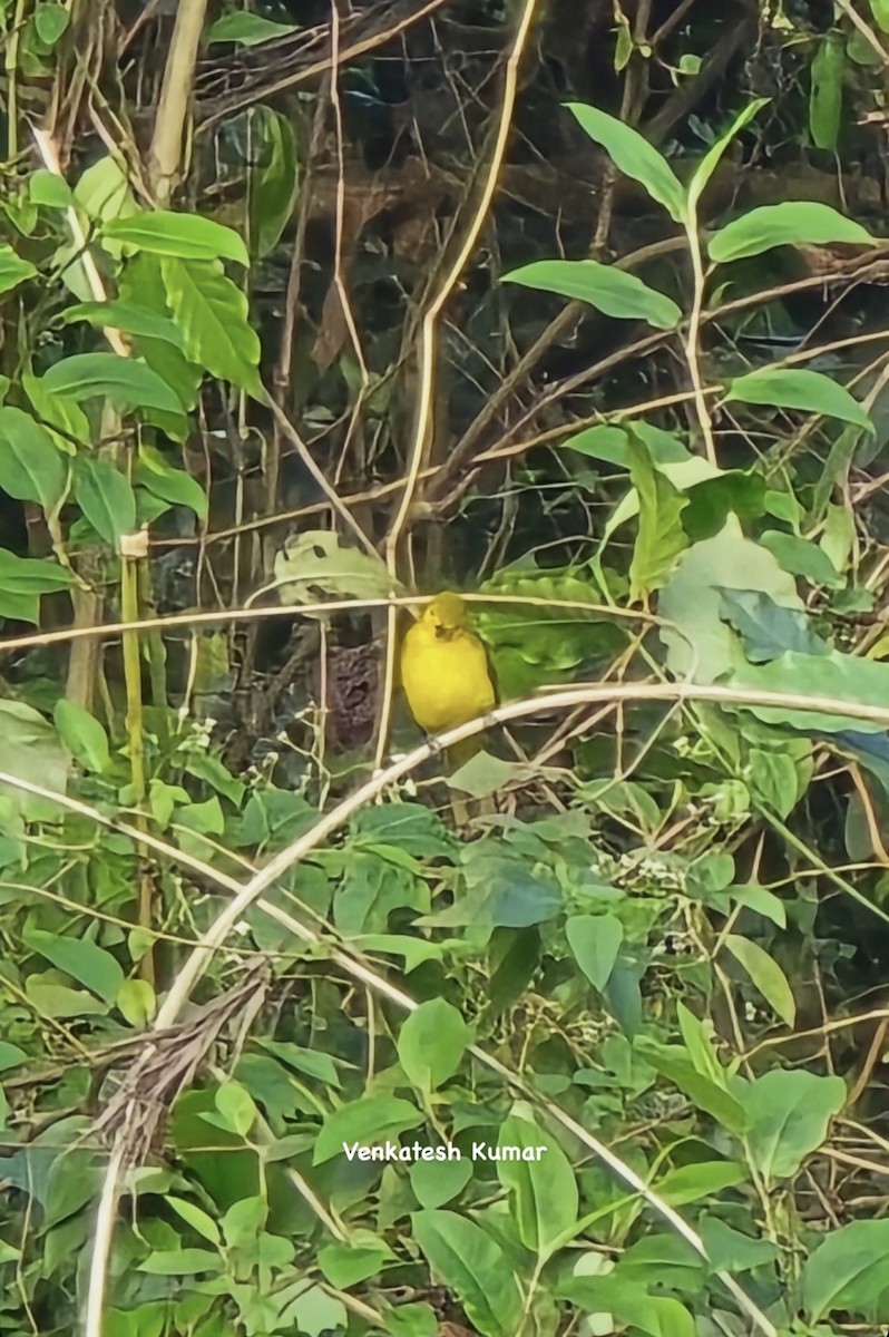 Yellow-browed Bulbul - ML646628731
