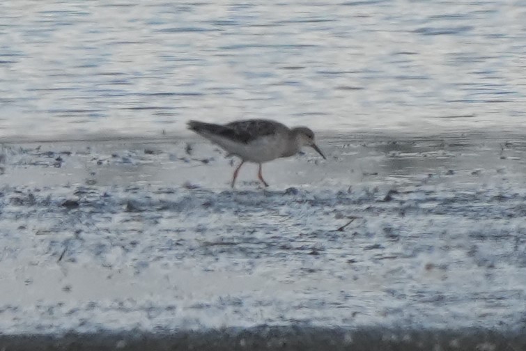 Döğüşkenkuş - ML646628733