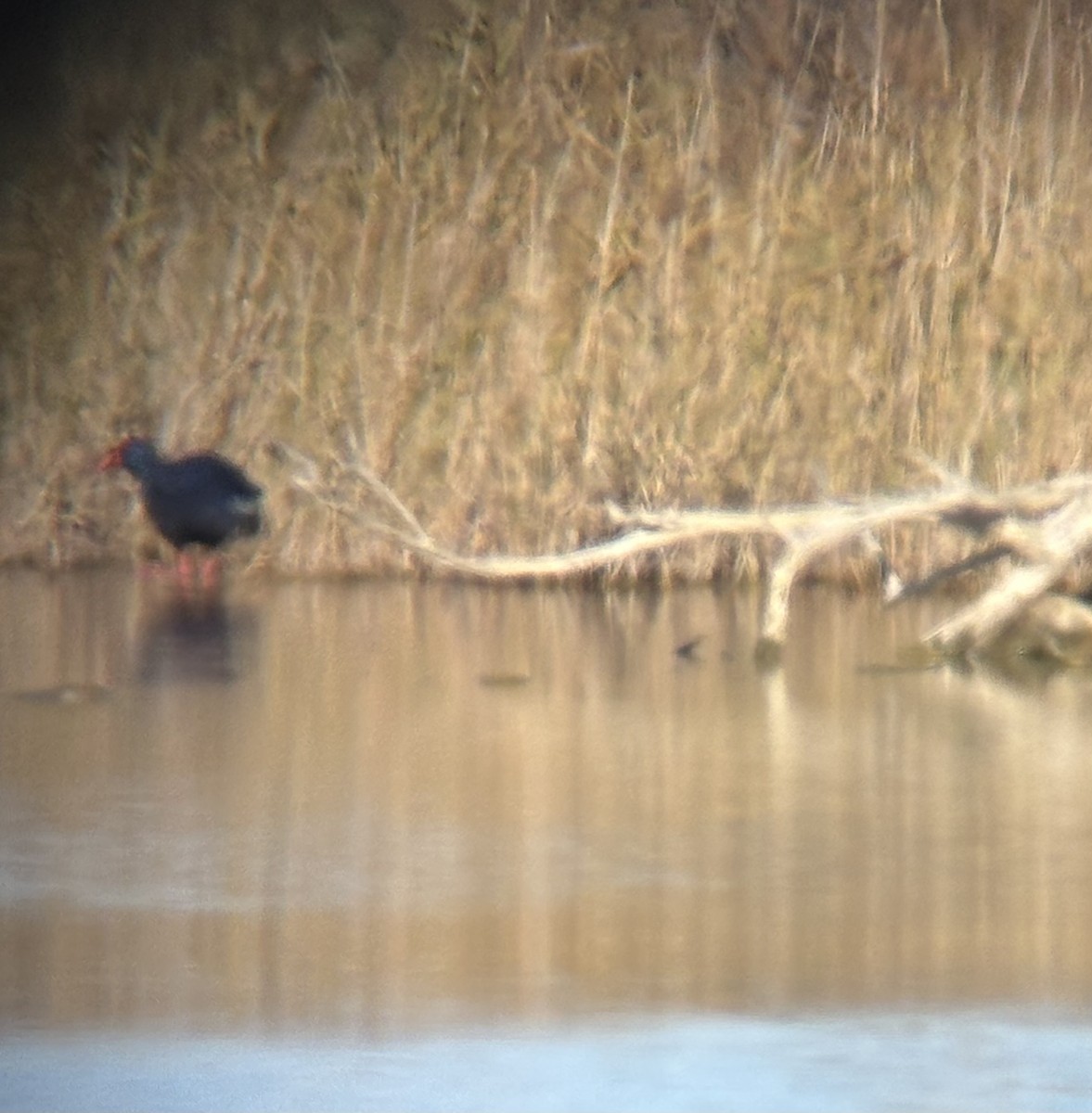 sultanhøne - ML646628737