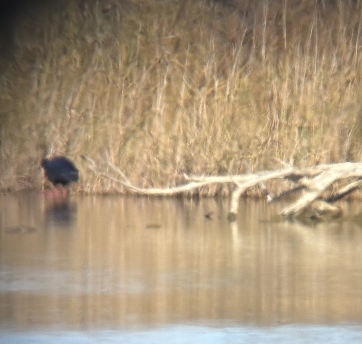 sultanhøne - ML646628738