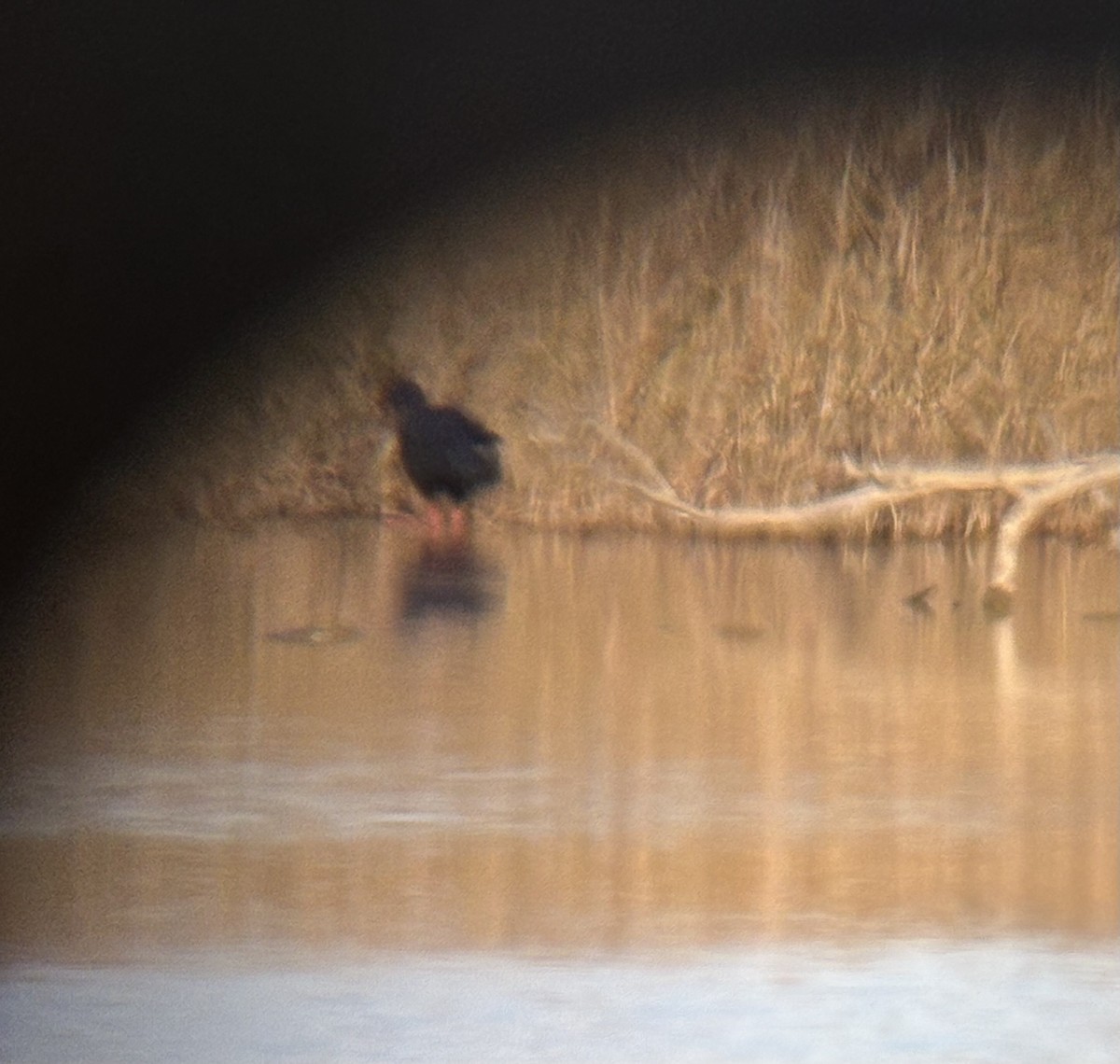 sultanhøne - ML646628739