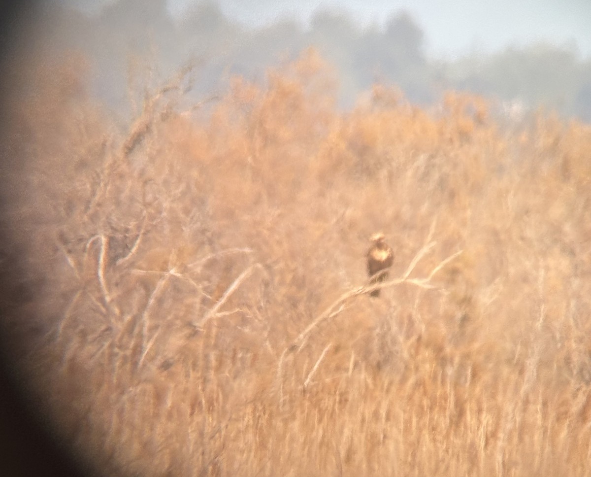 sivhauk - ML646628741