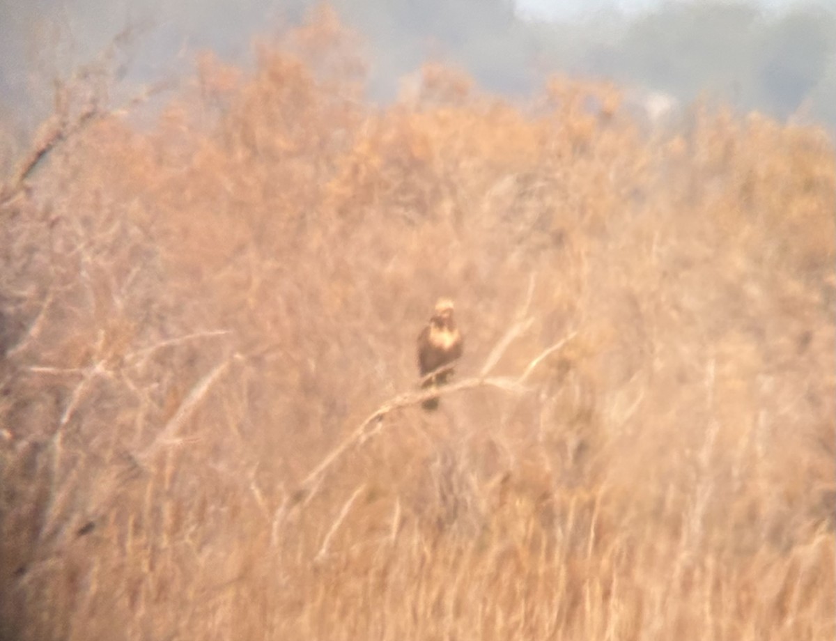 sivhauk - ML646628742