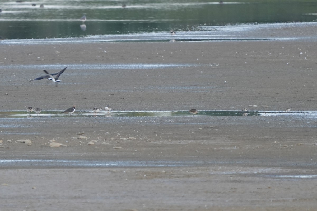 Döğüşkenkuş - ML646628745