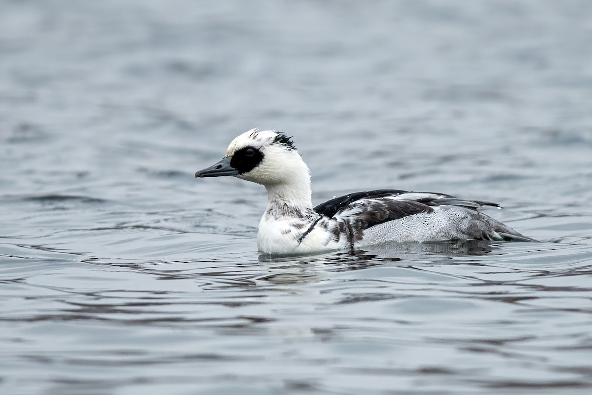 Smew - ML646628752