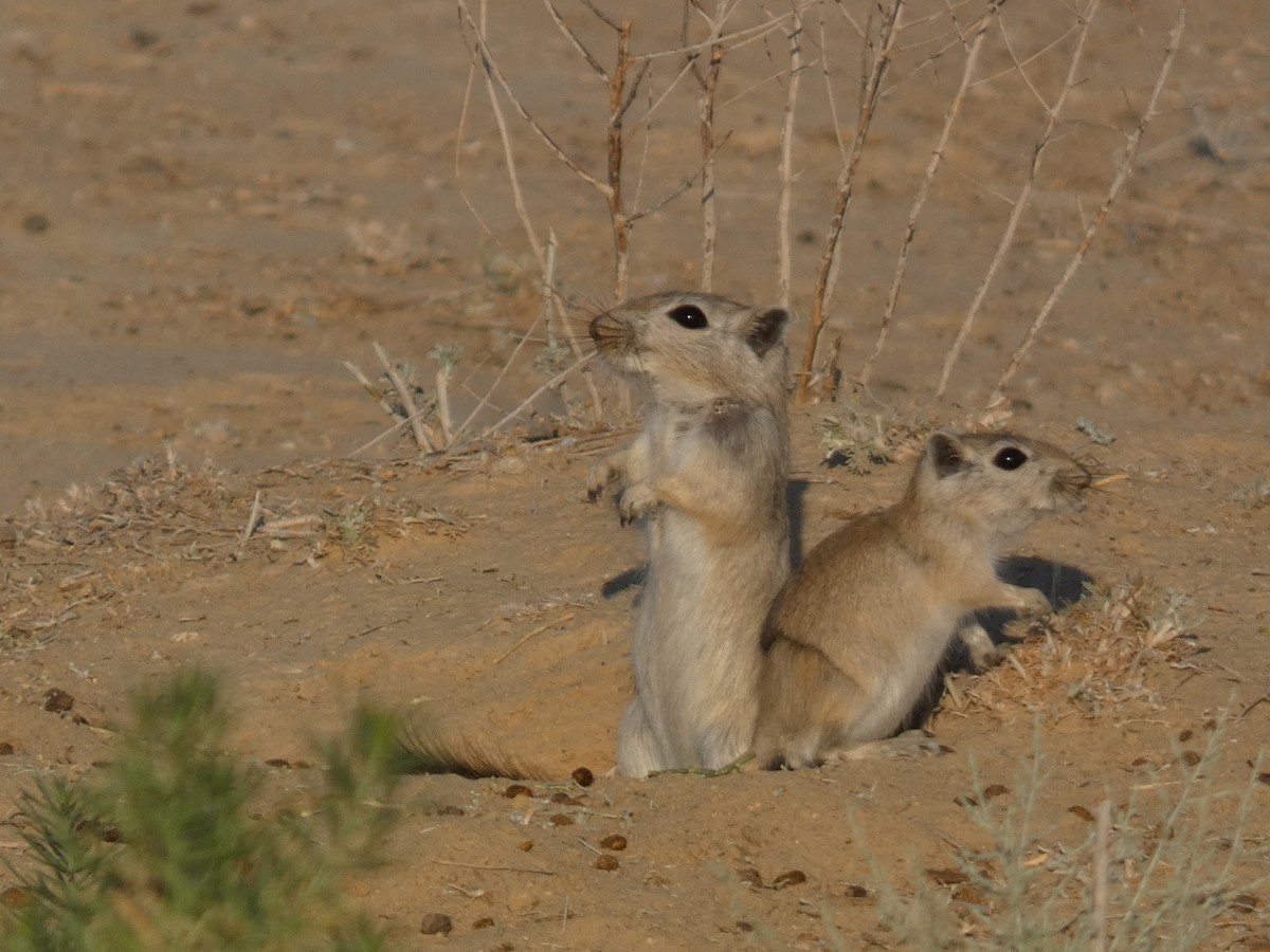 Great Gerbil - ML646628759