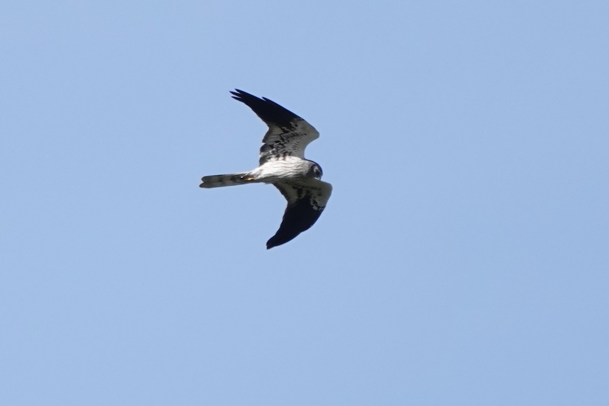 זרון פס - ML646628767