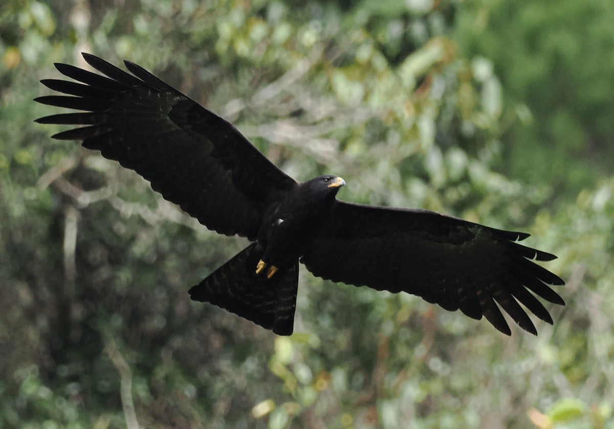 林鵰 - ML646628770