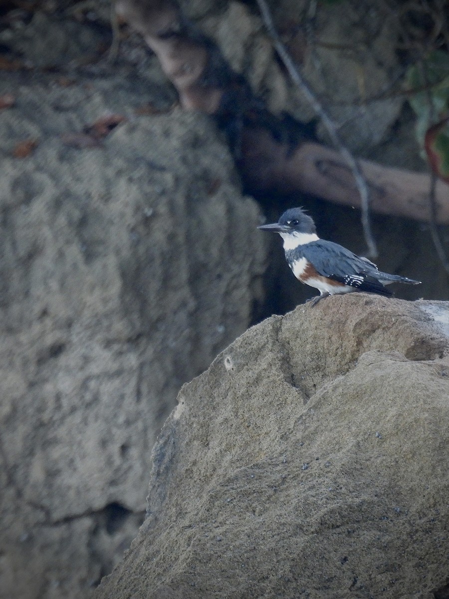 שלדג אמריקני - ML646628774
