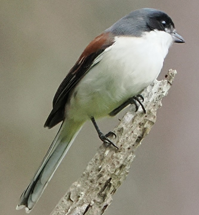 栗背伯勞 - ML646628778