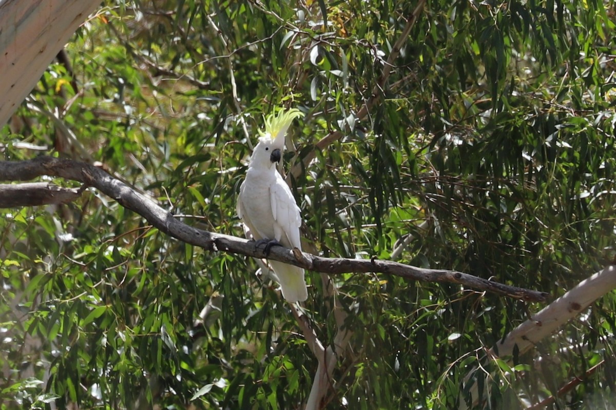 キバタン - ML646628780