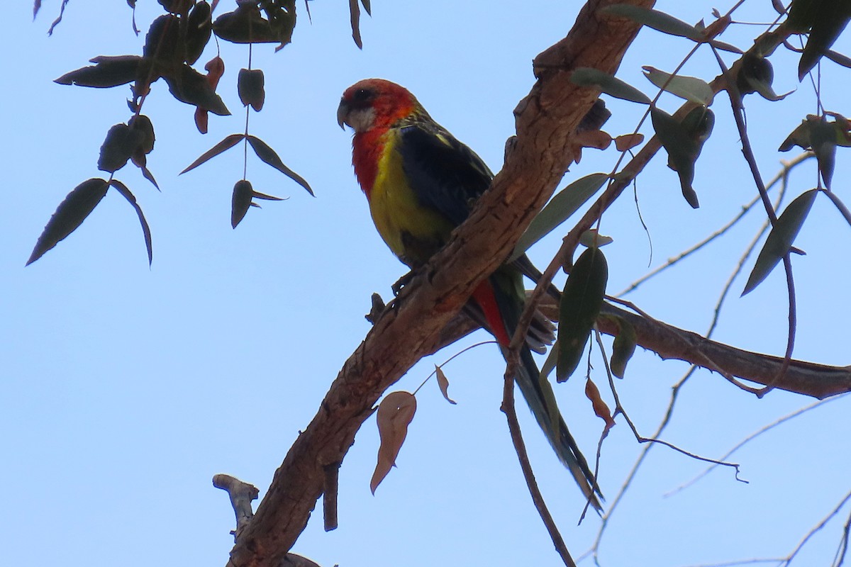 Rosella orientale - ML646628783