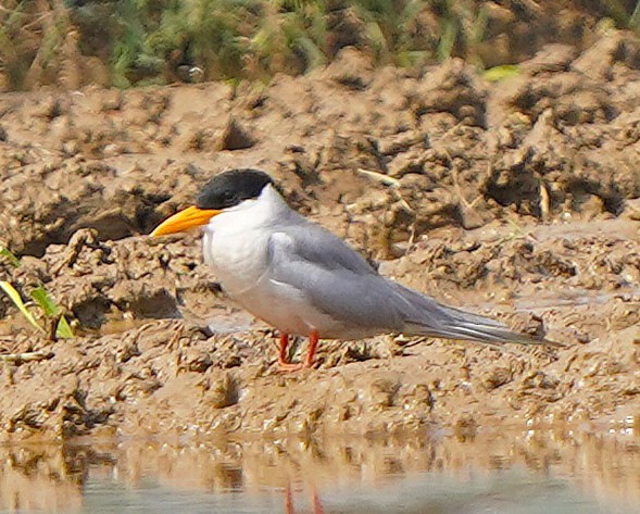 River Tern - ML646628784