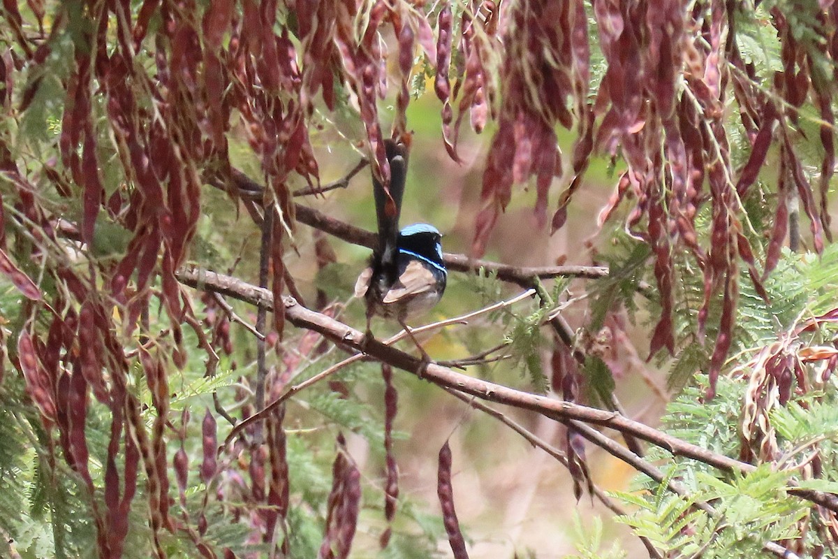 ルリオーストラリアムシクイ - ML646628787