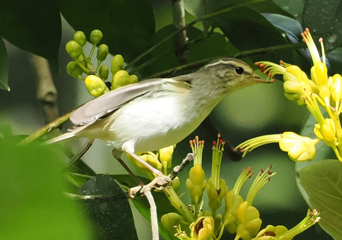 巨嘴柳鶯 - ML646628789