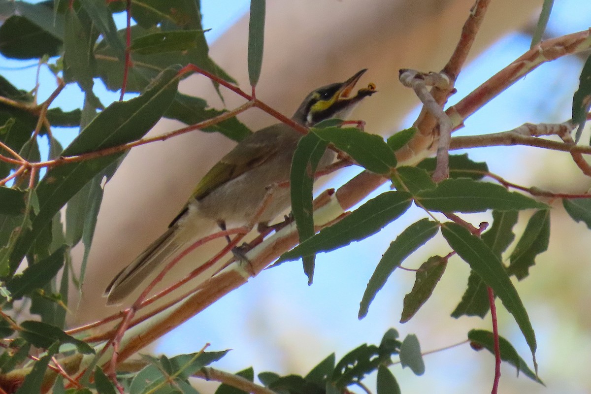 キホオコバシミツスイ - ML646628790