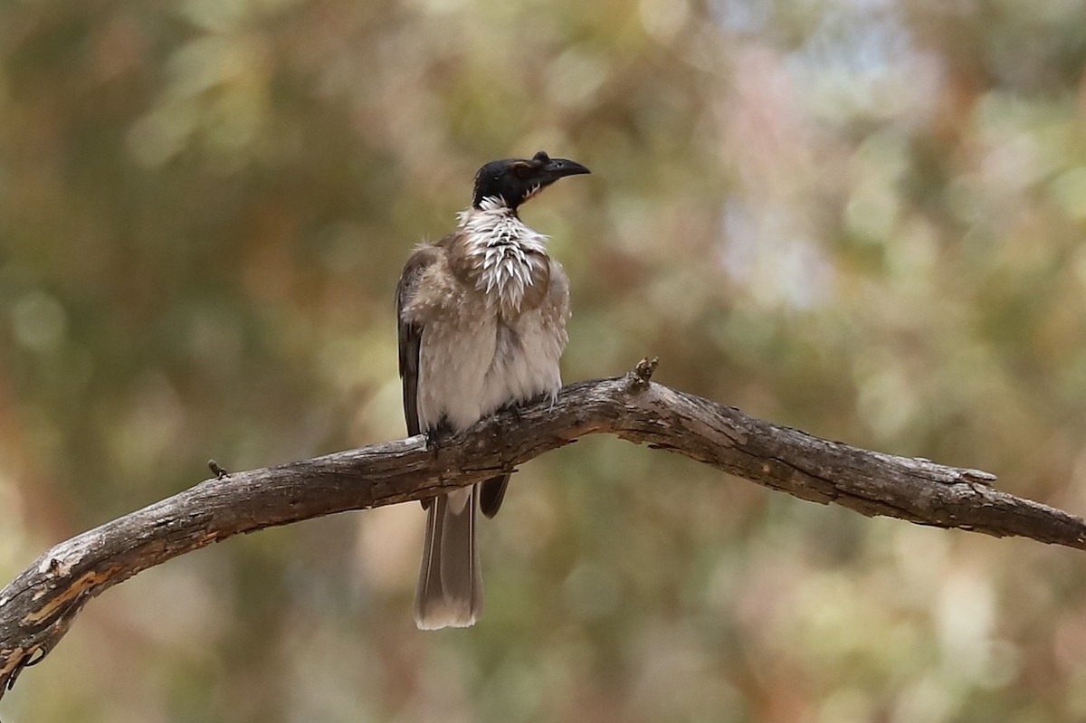 ズグロハゲミツスイ - ML646628791