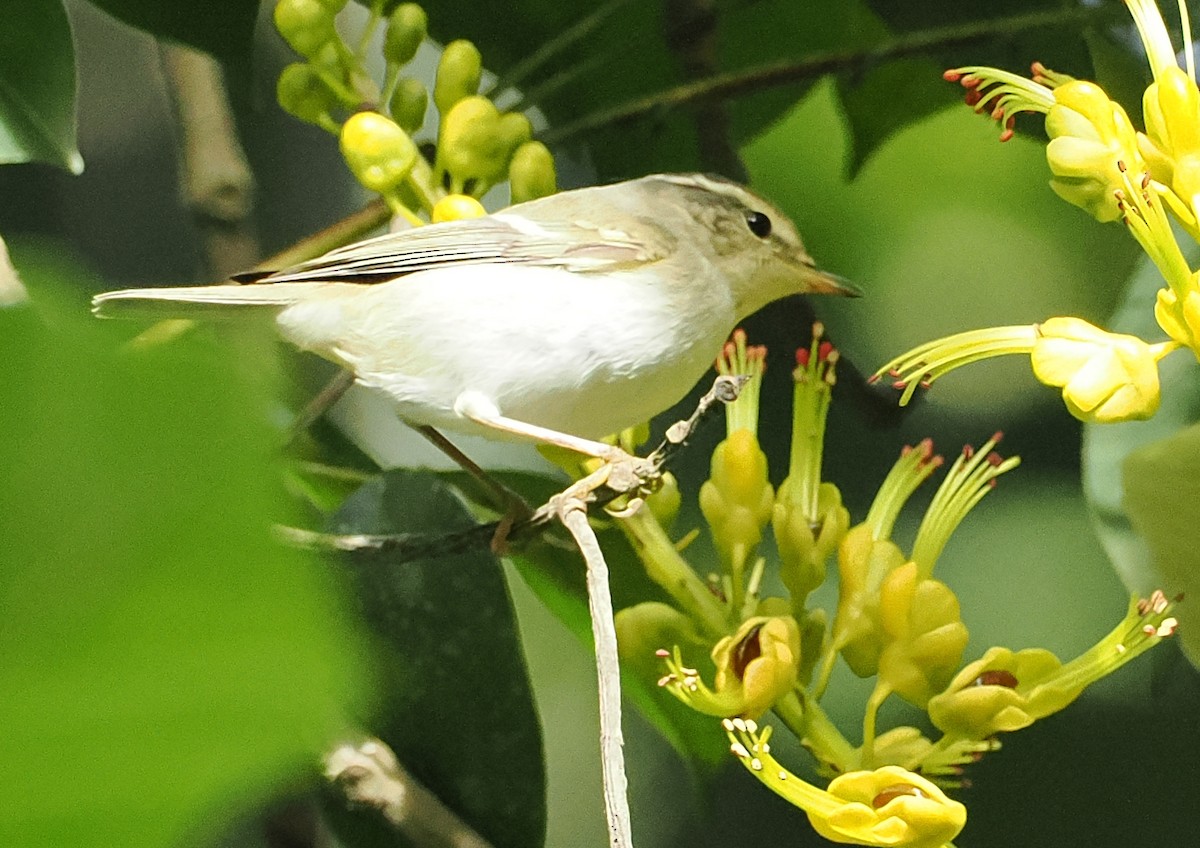 黃眉柳鶯 - ML646628792