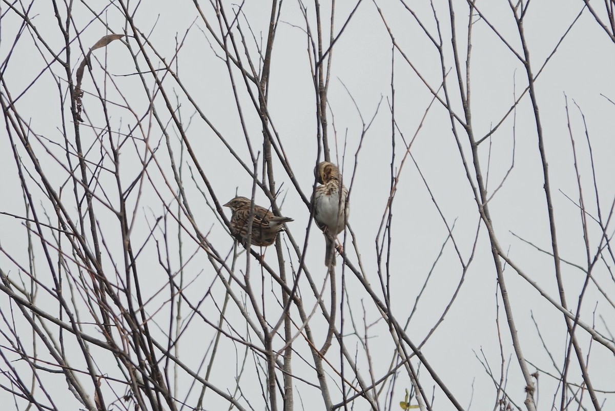 Savannah Sparrow - ML646628794