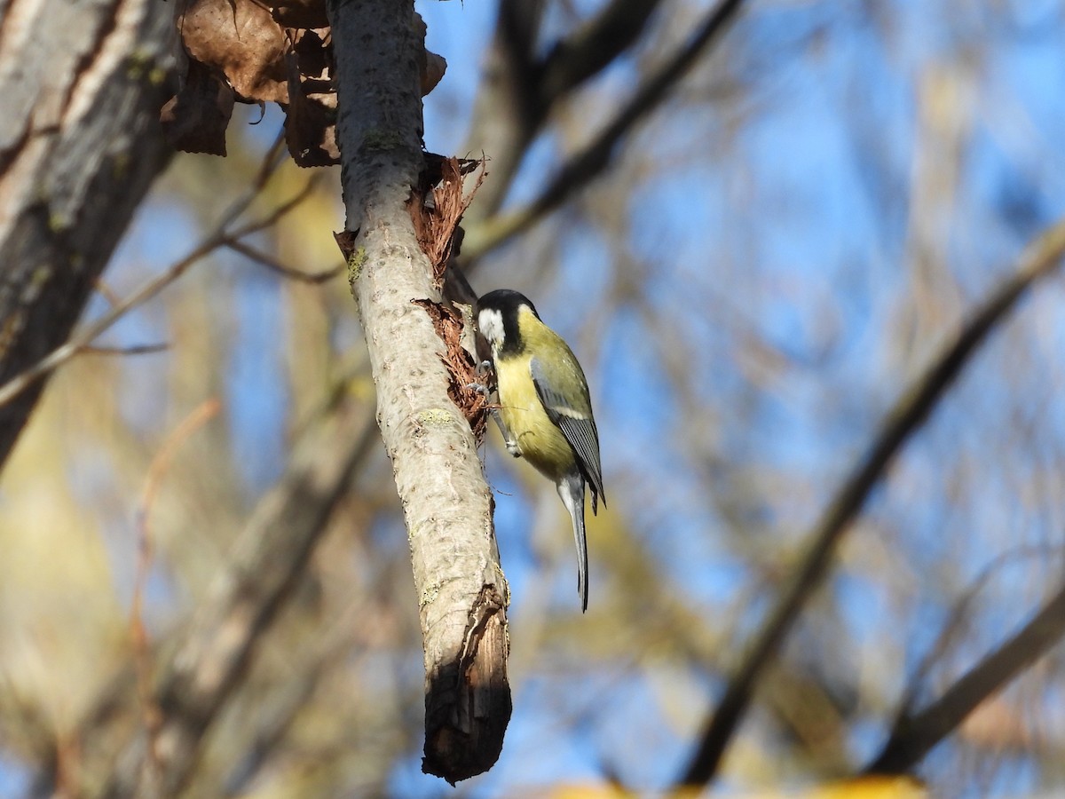 Great Tit - ML646628798