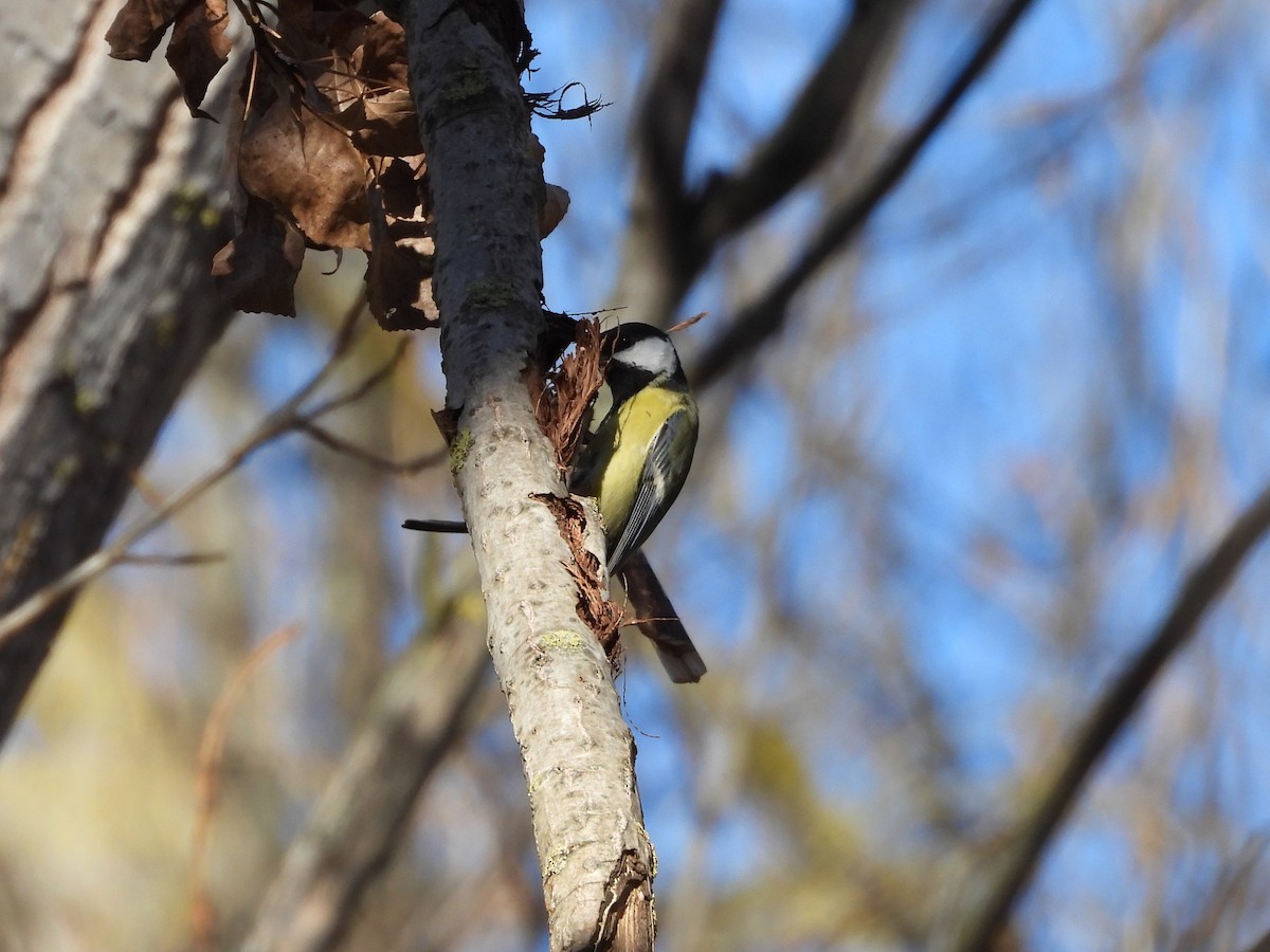 Great Tit - ML646628799