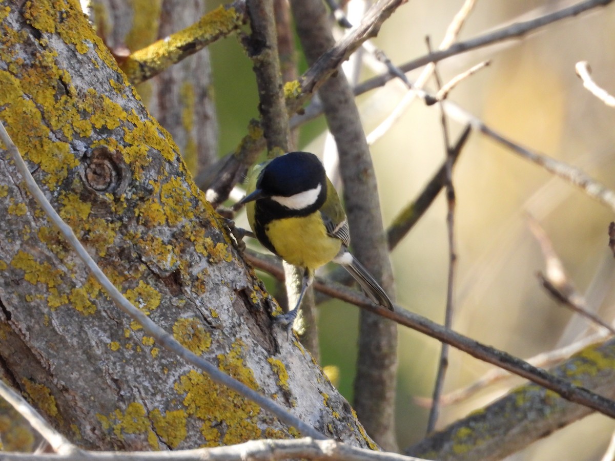 Great Tit - ML646628800