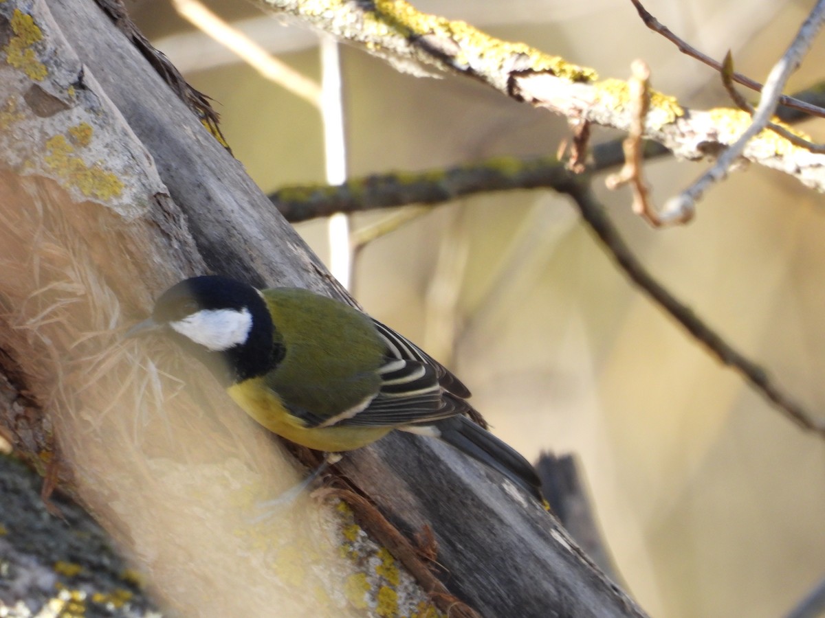 Great Tit - ML646628801