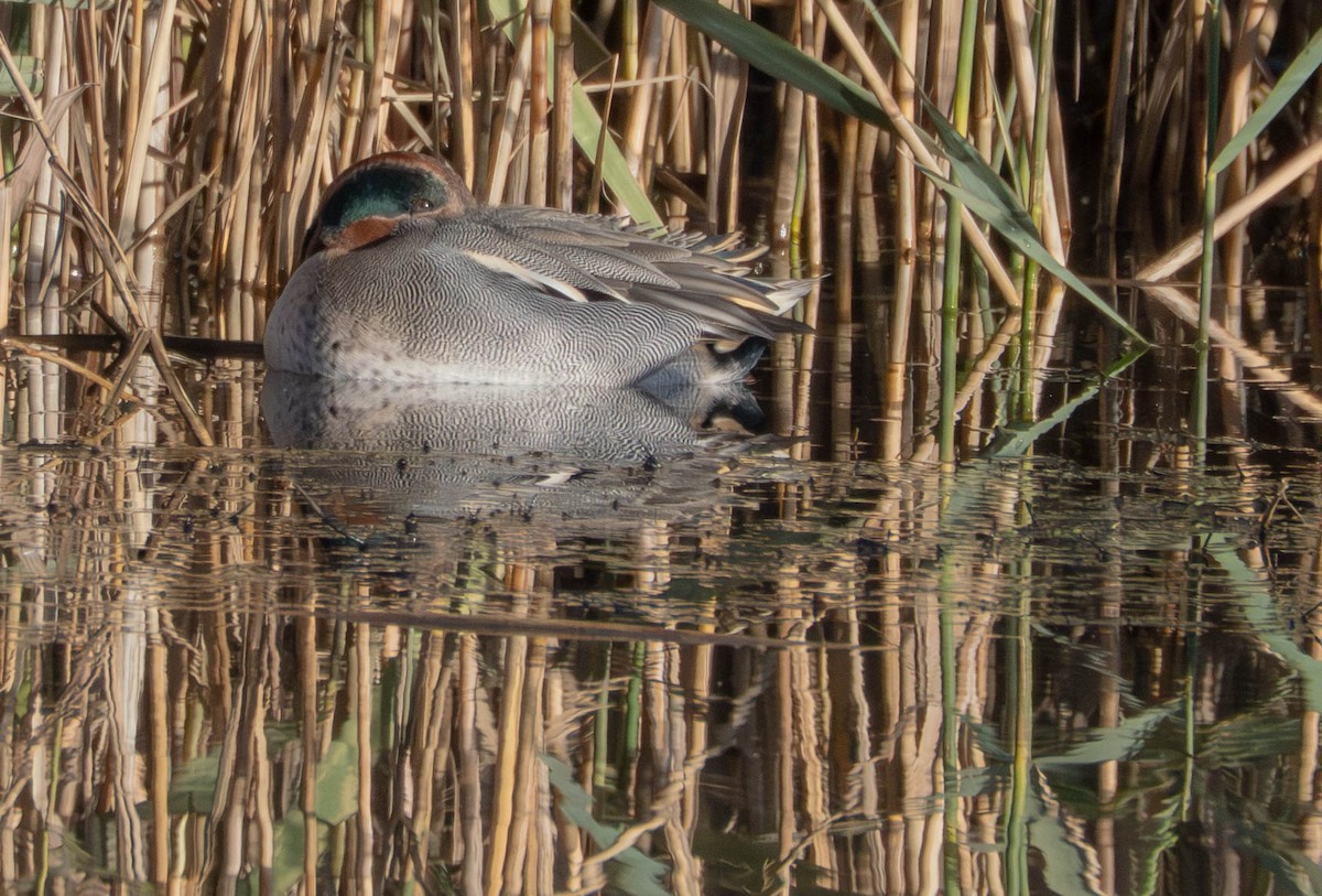 Green-winged Teal - ML646628803