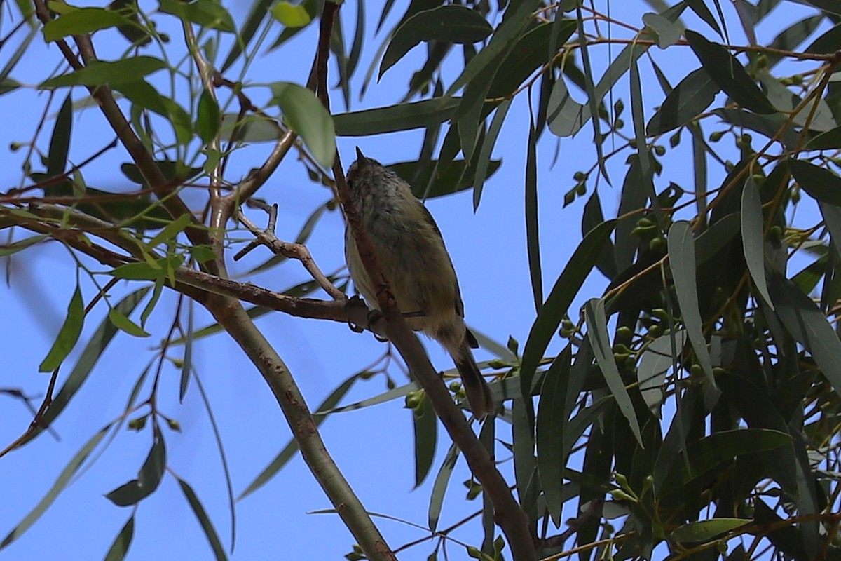 チャイロトゲハシムシクイ - ML646628804