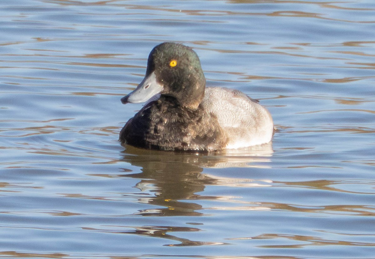 Greater Scaup - ML646628809