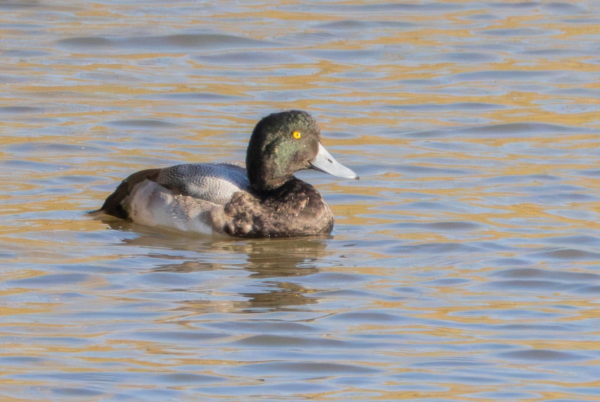 Greater Scaup - ML646628810
