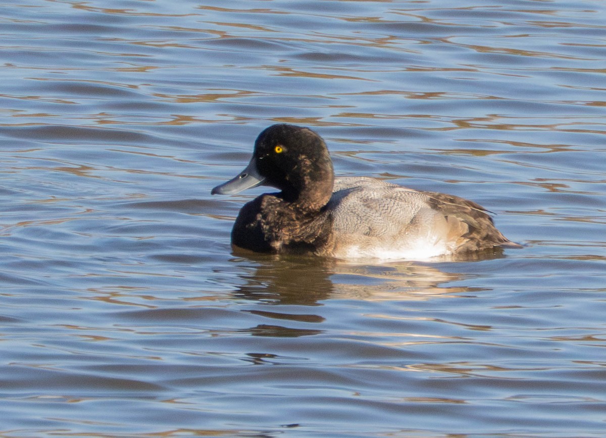 Greater Scaup - ML646628811