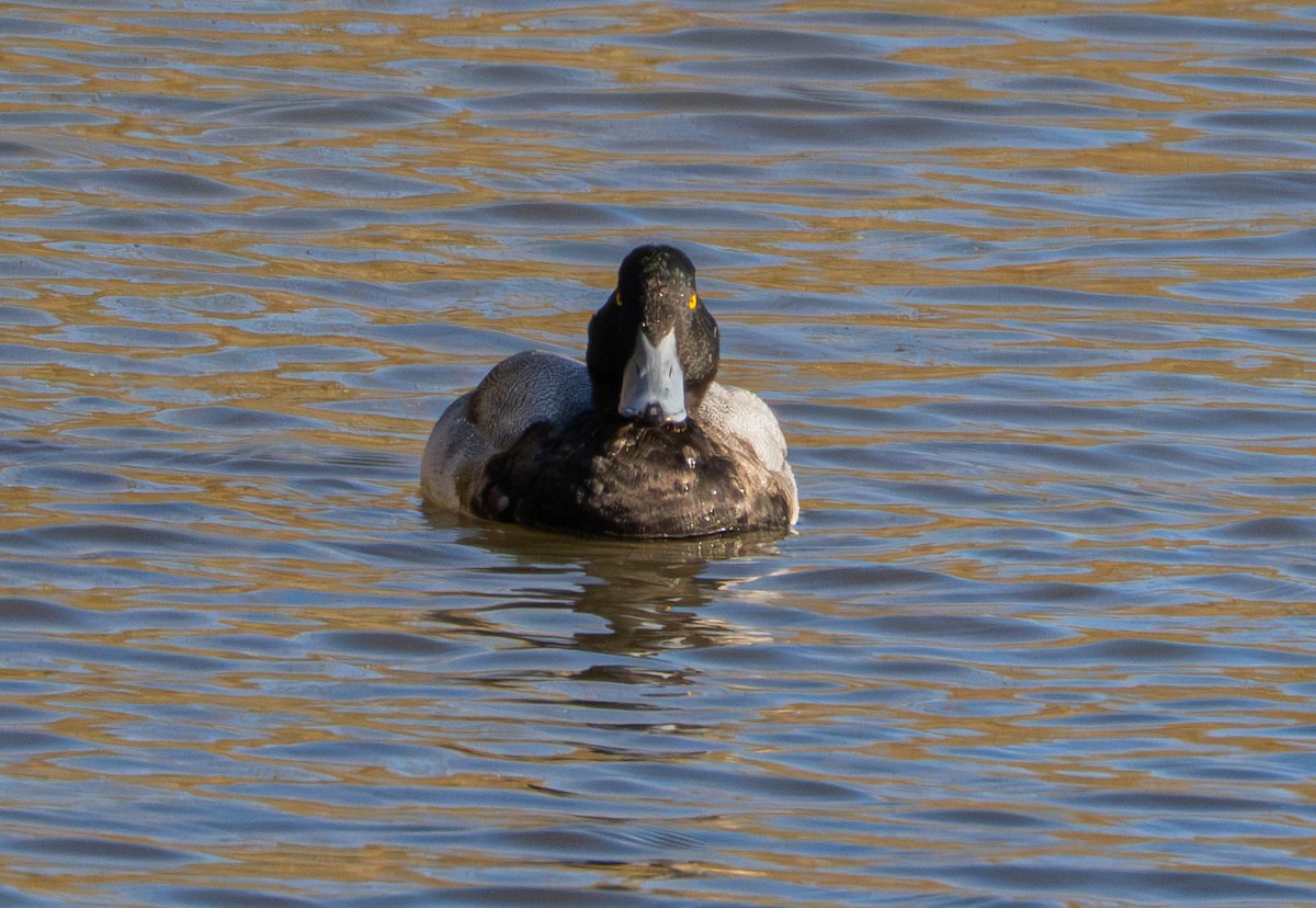 Greater Scaup - ML646628812