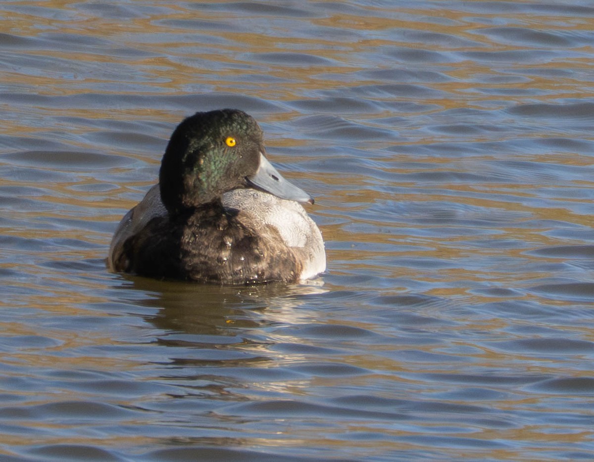 Greater Scaup - ML646628813