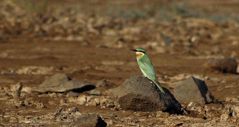 Blue-cheeked Bee-eater - ML646628816