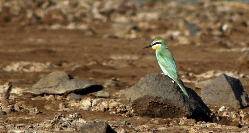 Blue-cheeked Bee-eater - ML646628817